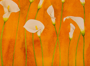 Lillies